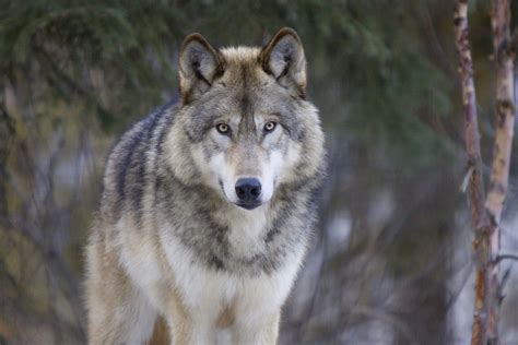 The Healing Powers of the Wolf: Folklore Remedies and Cures